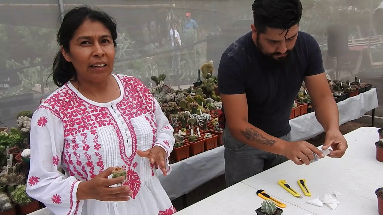 INJERTO DE TUBÉRCULO DE CACTUS.