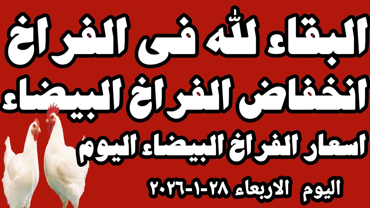 اسعار الفراخ البيضاء اليوم سعر  الفراخ البيضاء اليوم الاربعاء ٢٨-١-٢٠٢٦ في المحلات في مصر 