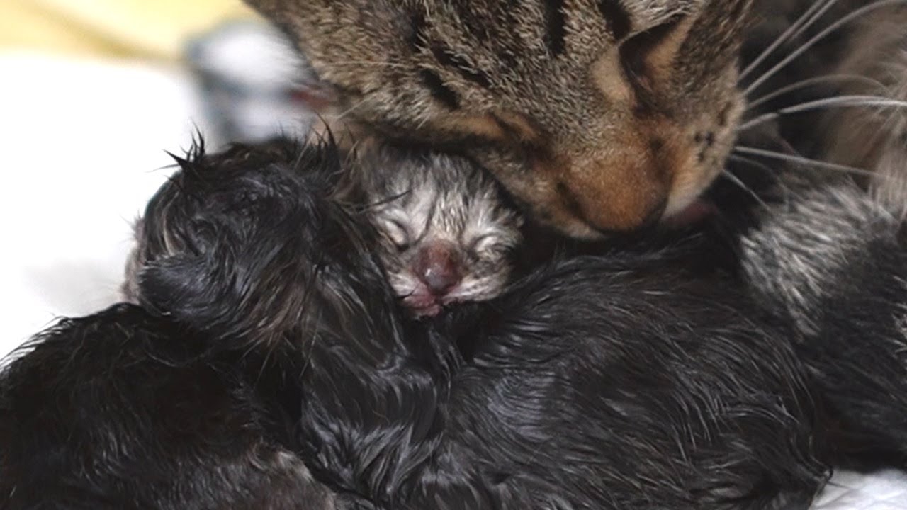 Кошка рожает 5 милых котят😻-чувственные моменты-Трогательное видео о драгоценности жизни
