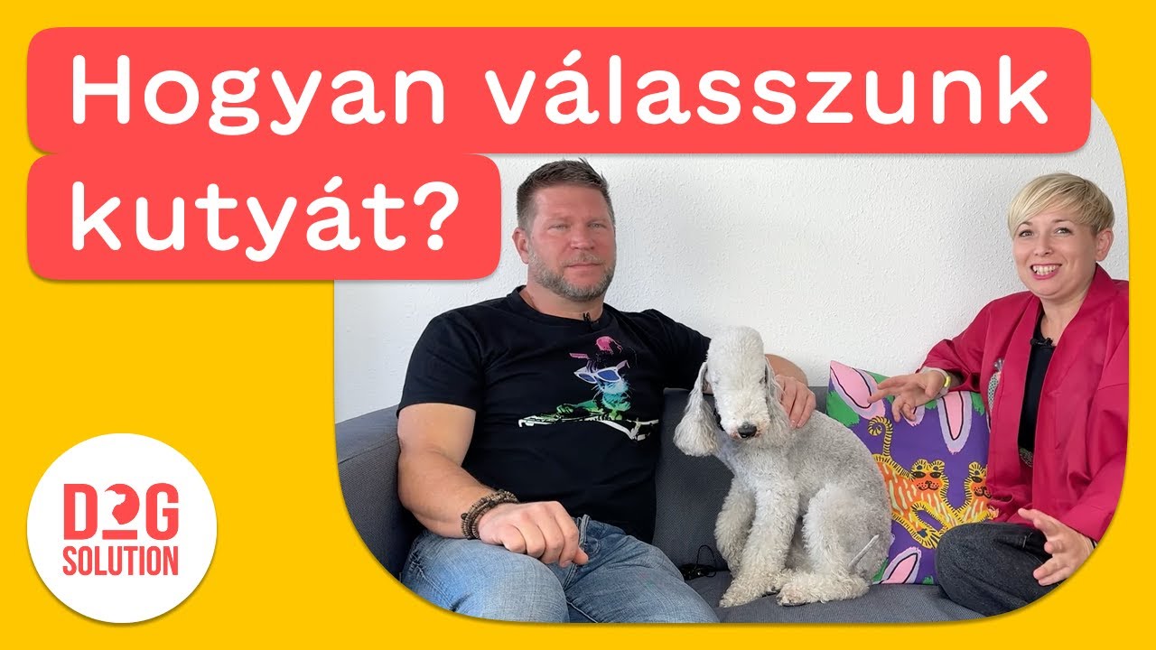 Dog Solution 02 - Hogyan válasszunk kutyát? Boldog kutya, boldog gazda