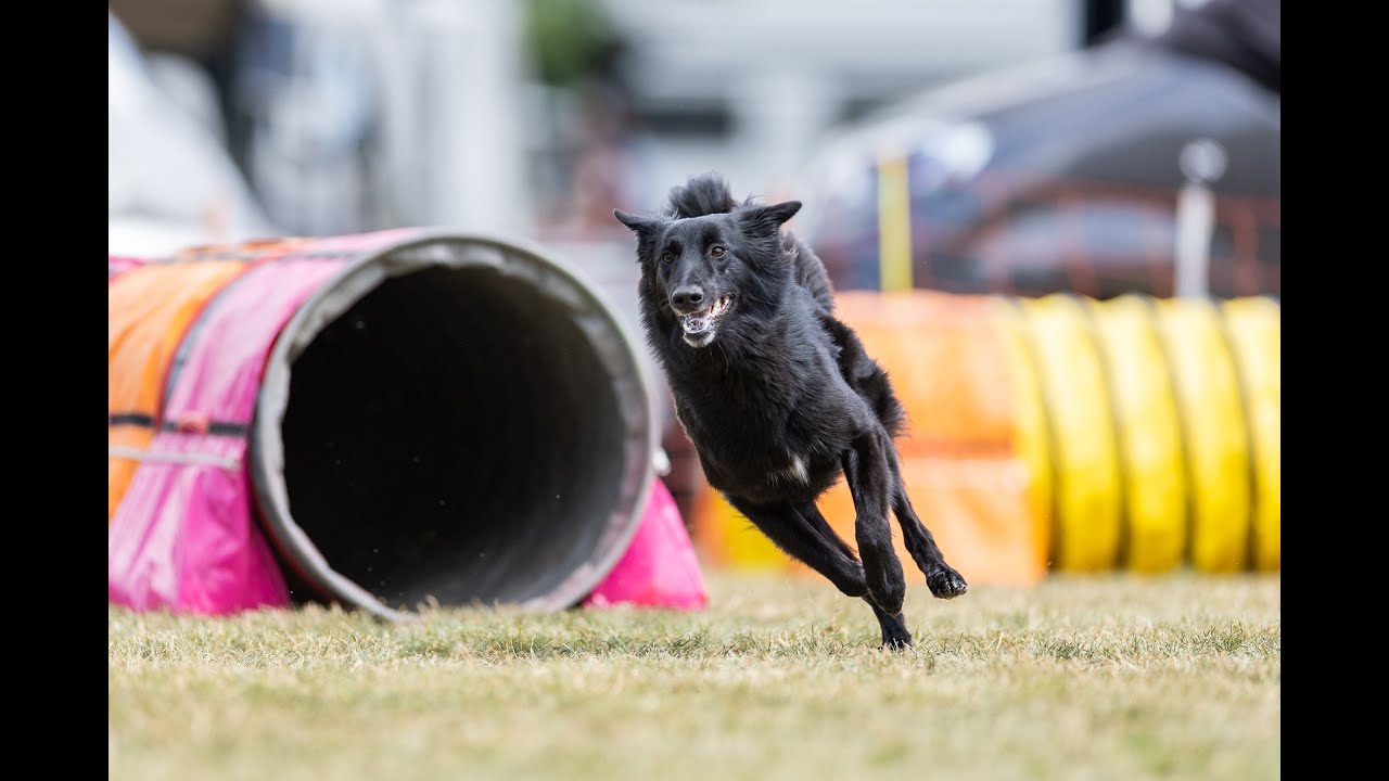 Zesty Folly .:. Distance work at competitions '24 [Agility]