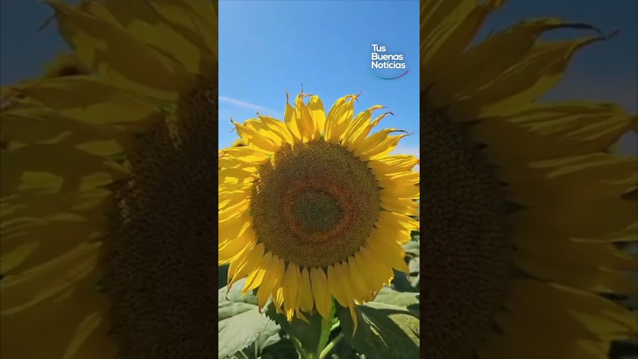 Navolato tambi&eacute;n tiene su Campo de Girasoles 🌻 #navolato #Sinaloa #girasoles