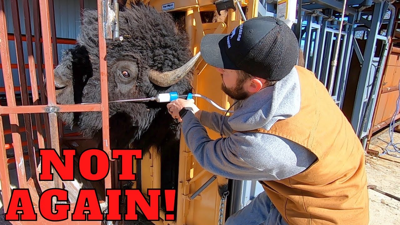Working the Bison AND Dunbar ESCAPED Again!