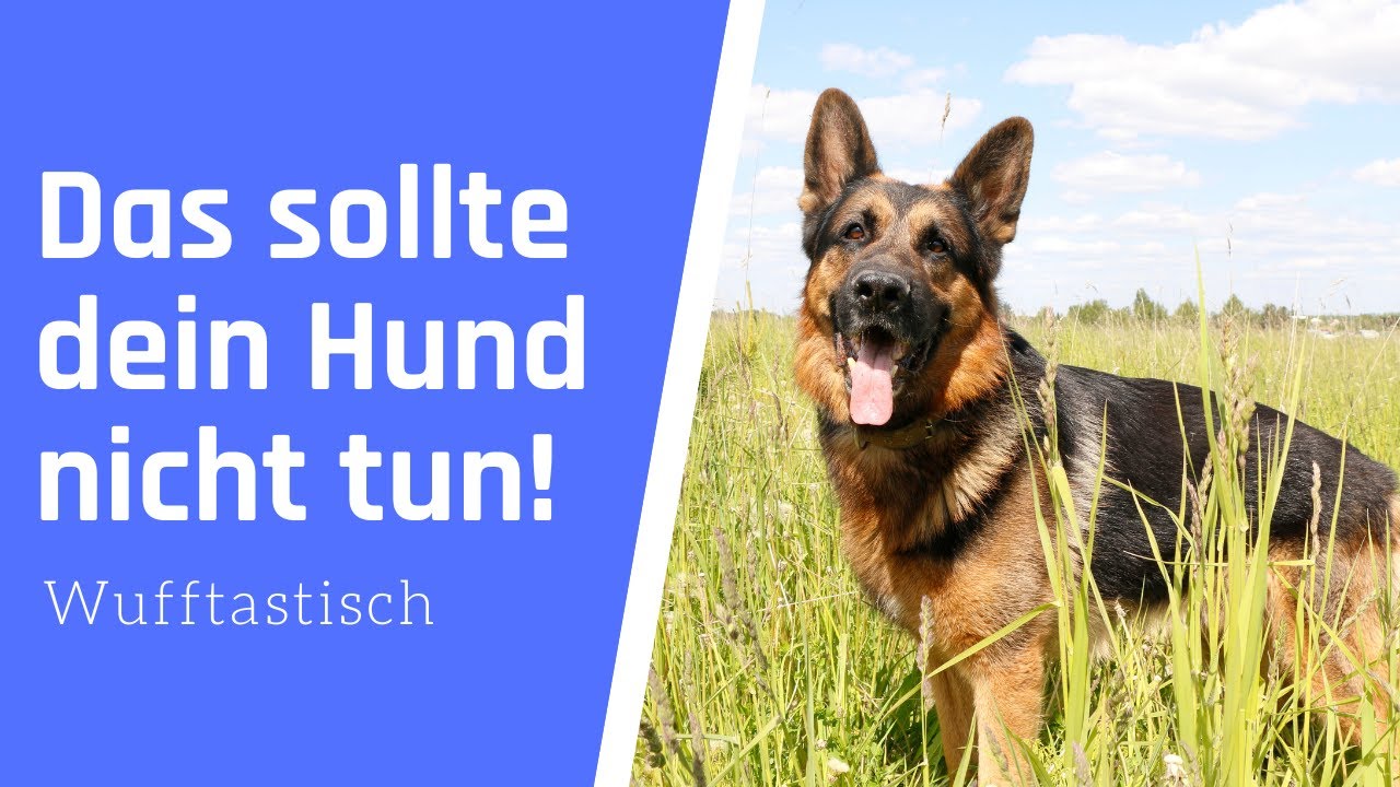 3 Gr&uuml;nde, warum dein Hund nicht durch hohes Gras laufen sollte ⛔️