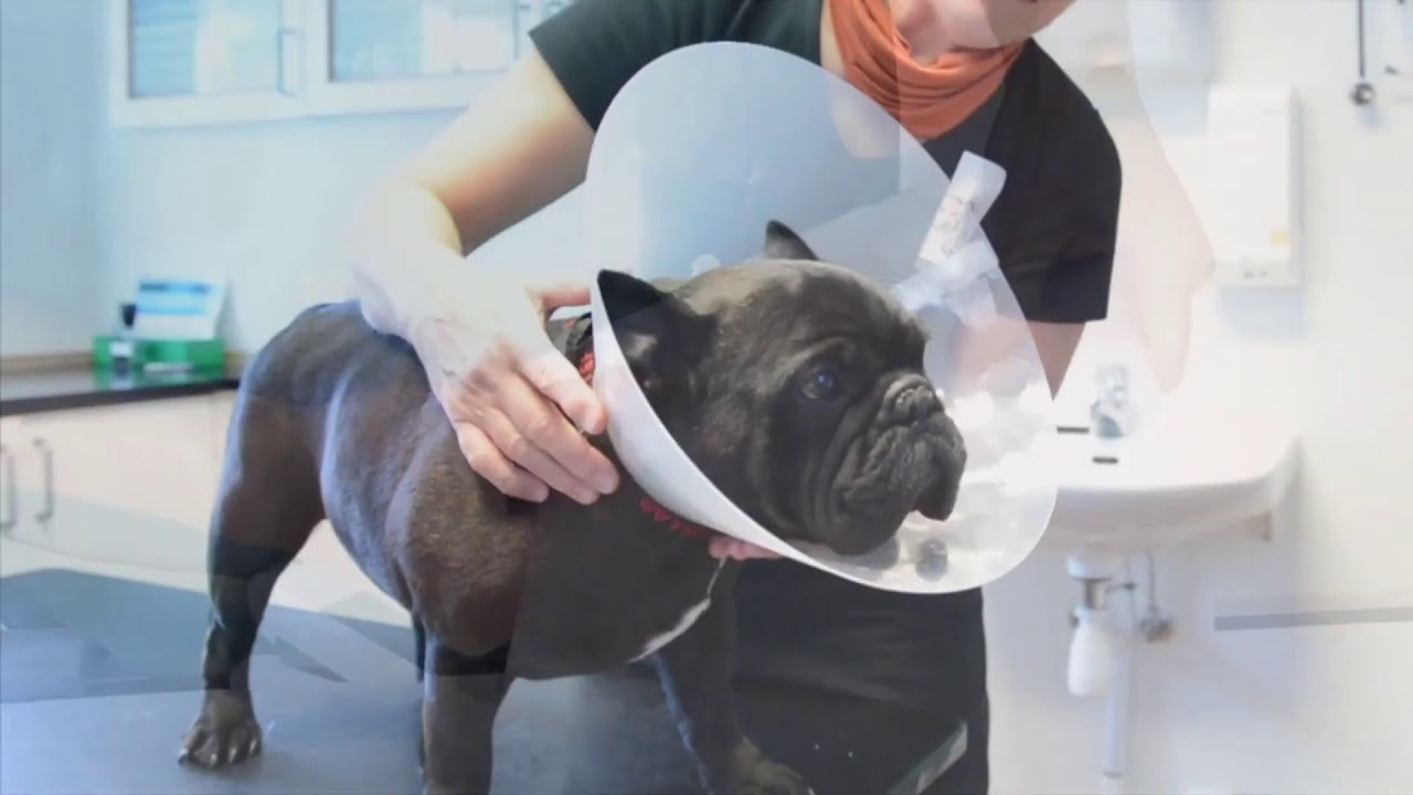 Peek into the production of BUSTER collars - Kruuse
