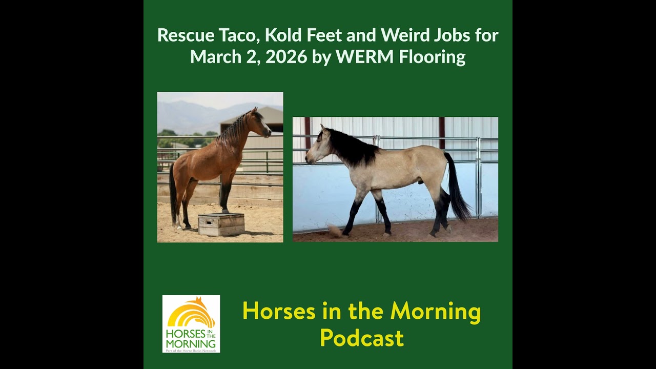 Rescue Taco, Kold Feet and Weird Jobs for March 2, 2026 by WERM Flooring