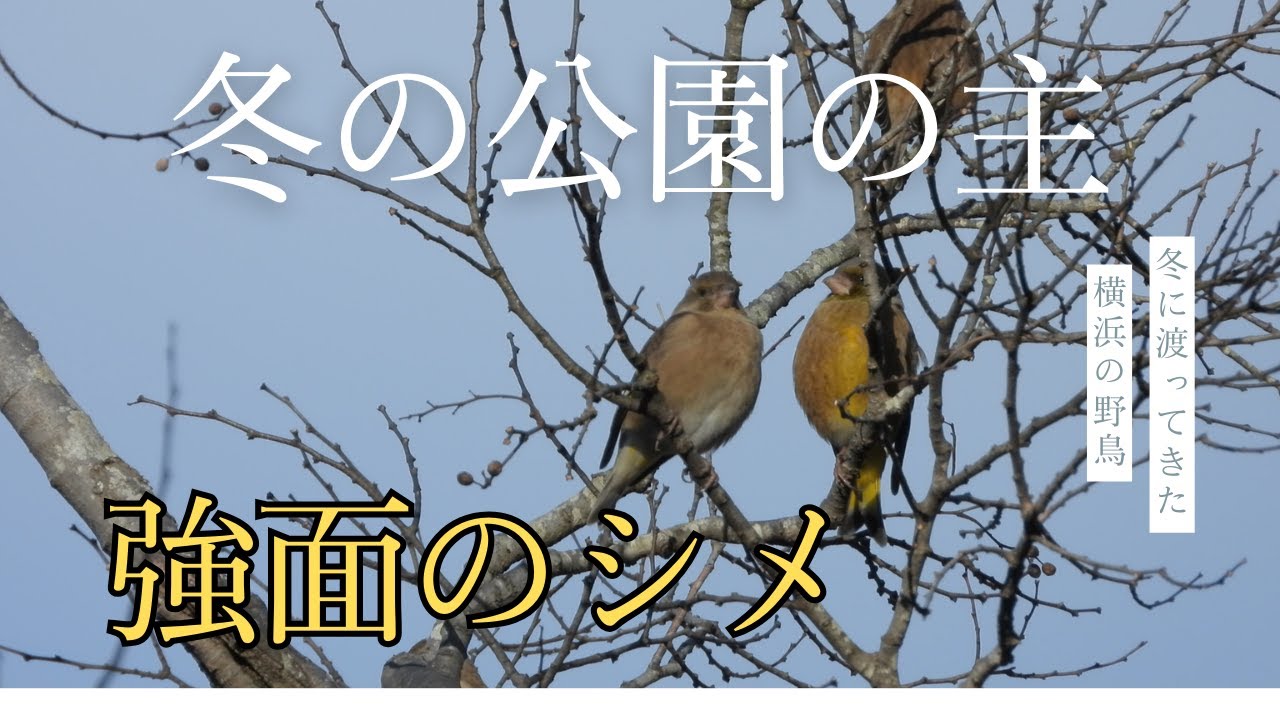 【強面（こわもて）】実はかわいい？太いクチバシの持ち主「カワラヒワ」を間近で観察してみた