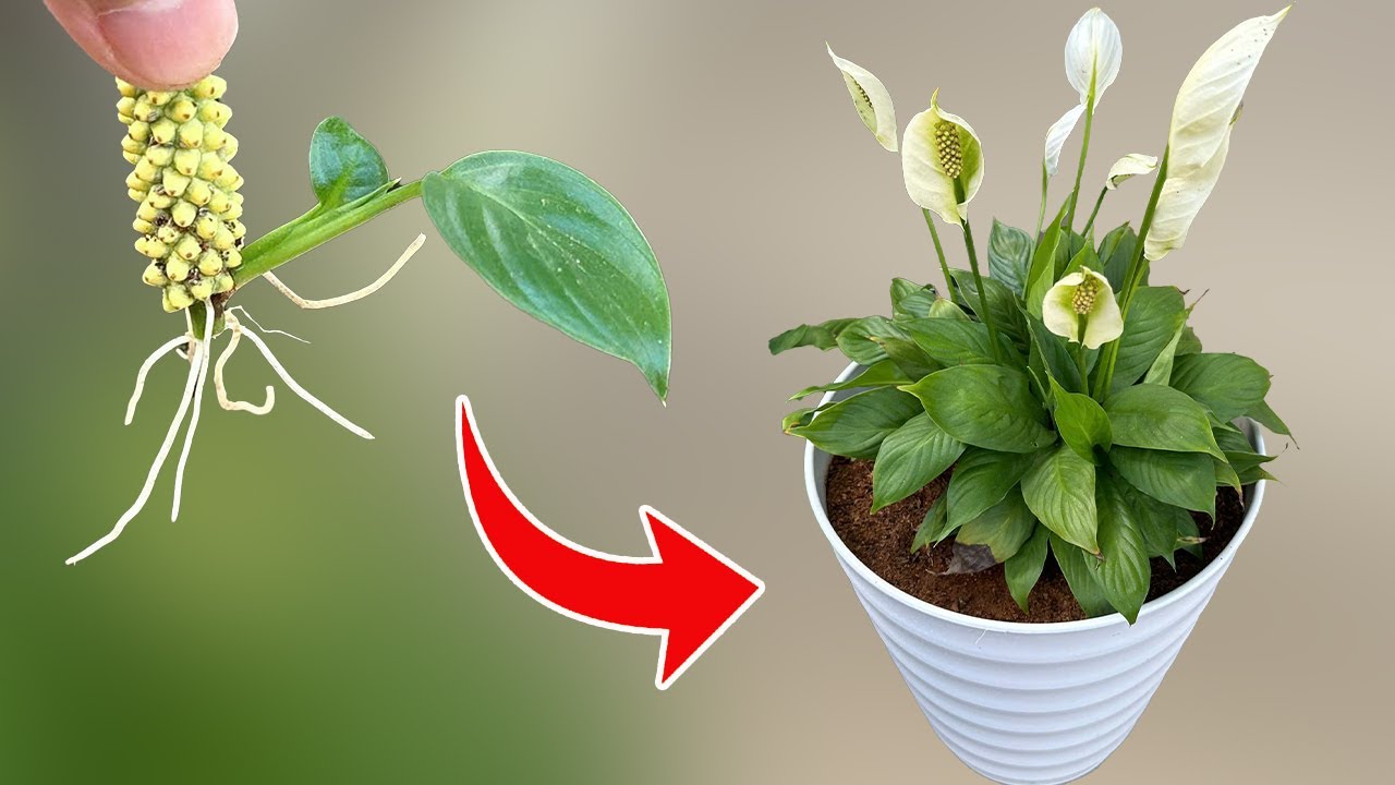 Roots will develop well when Spathiphyllum Wallisii is propagated from flowers