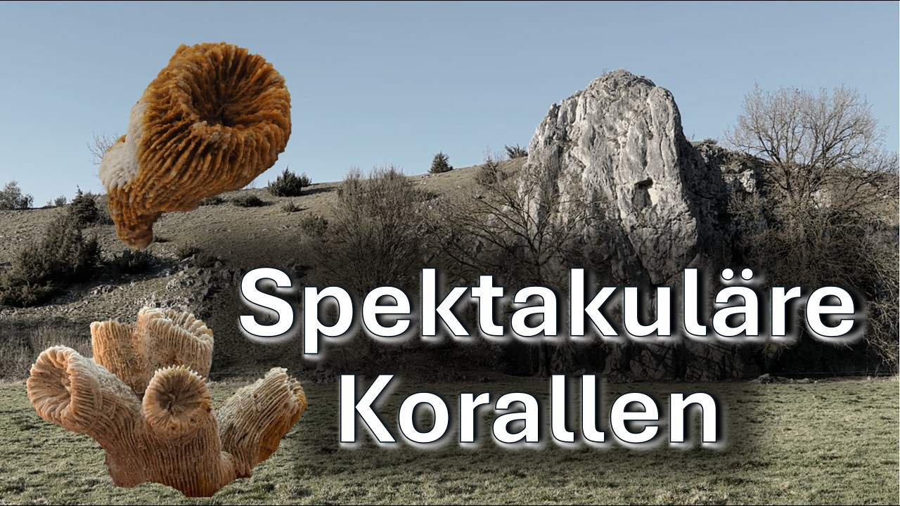 Spektakuläre Fossilienfunde - Korallen auf einem Acker der Schwäbischen Alb