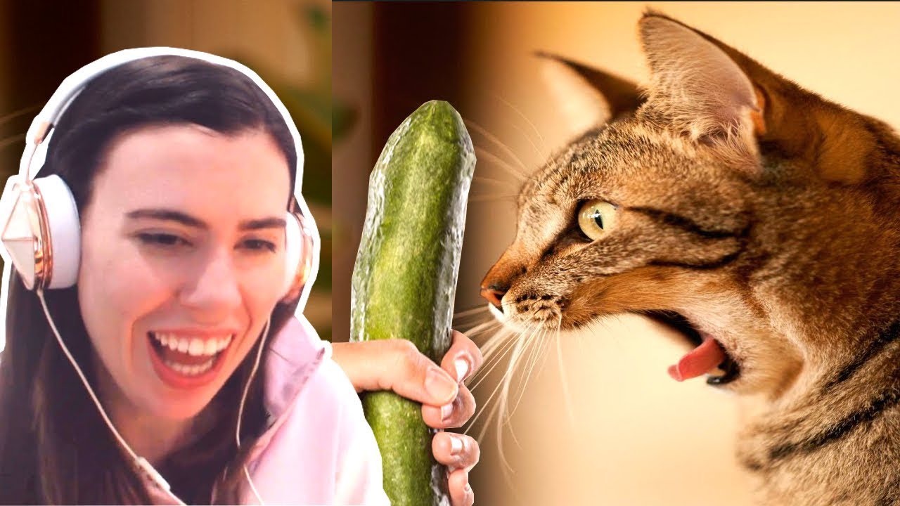 TRY NOT TO LAUGH - FUNNY CATS PRANKED WITH CUCUMBERS COMPILATION