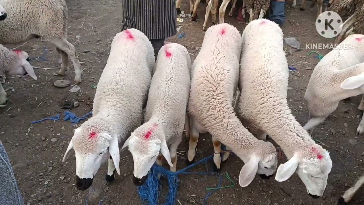 من سوق الخميس عطاويا اقليم قلعة السراغنة بي تاريخ 2026/02/26🐑🐏🇲🇦