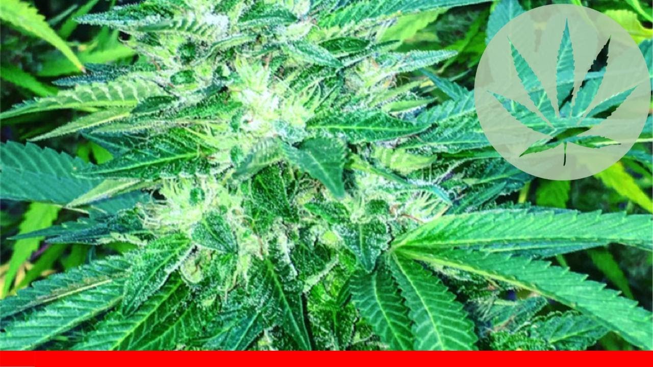 Tangie - All About This Strain