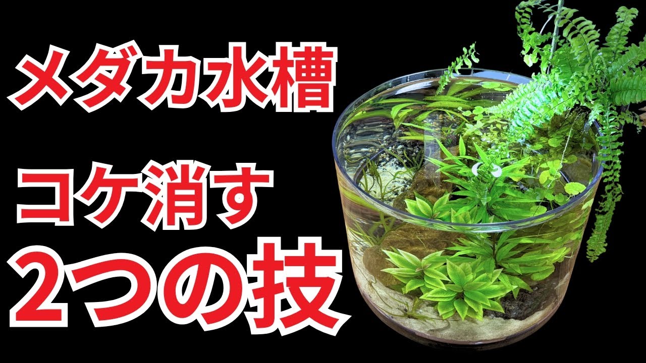 【大幅改善】メダカ水槽がすぐに汚れて困っている方は、この2つを試してみてください
