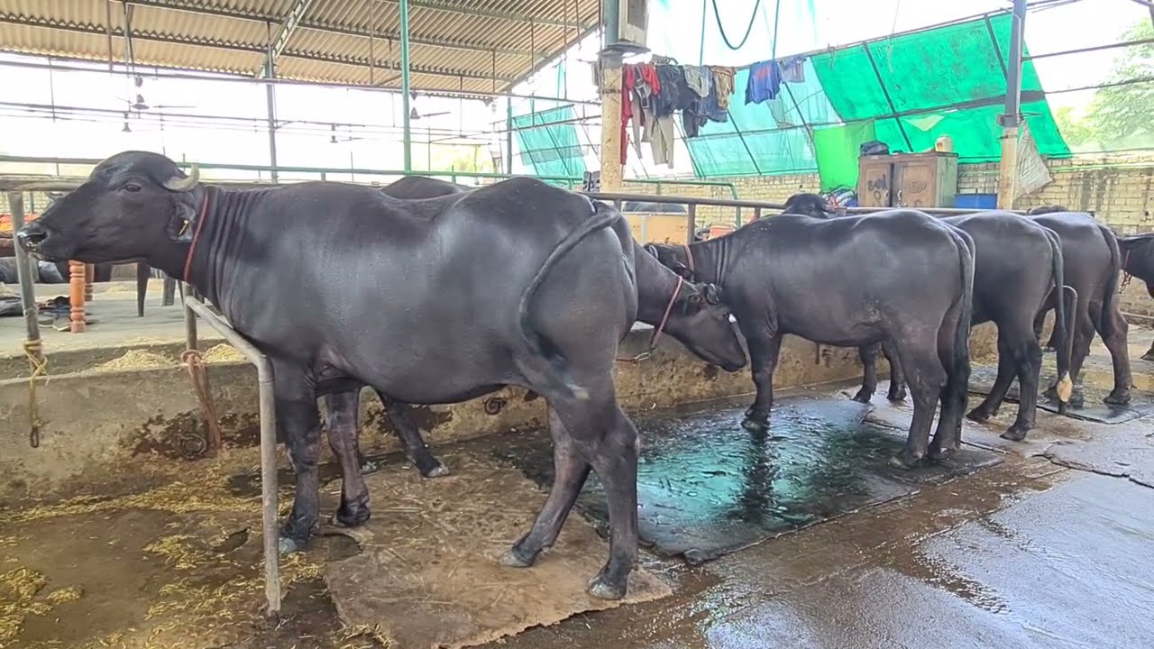 Aj dii video #KOHINOOR#  bull ke paida kiye gye  nagino ki hai