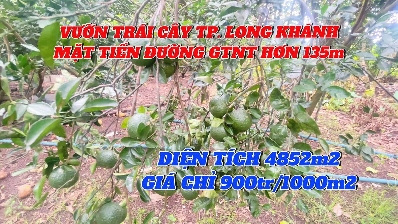 Vườn trái cây tại TP. Long Khánh. Giá chỉ 900tr 