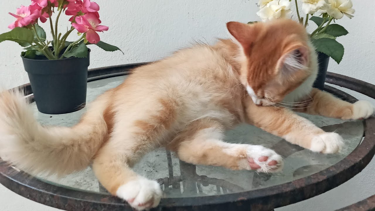 Time Machine Cats !!!! Longest Daily Cat's Story