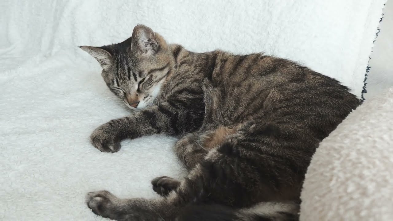 고양이 150