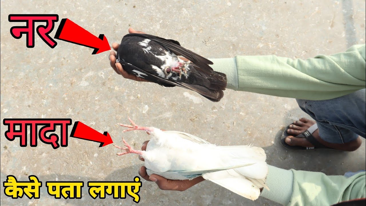 नर और मादा का कैसे पता लगाएं ? || क्या ये तरीका सही है? || how to find male and female