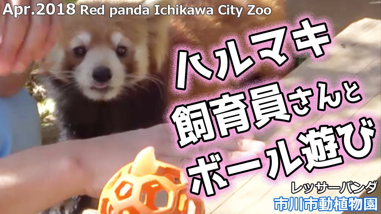 ハルマキ 飼育員さんと ボール遊び 市川市動植物園(レッサーパンダ)Red panda Ichikawa City Zoo