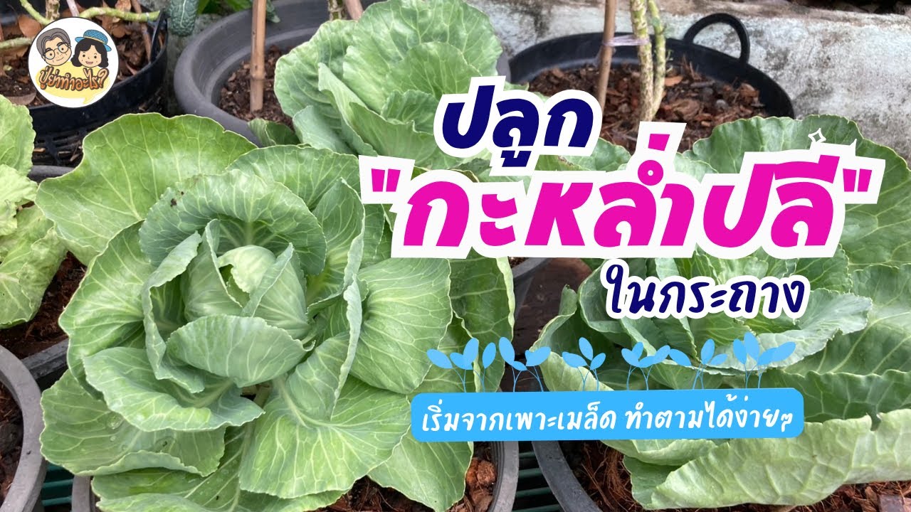 ปลูกกะหล่ำปลีในกระถาง กินเอง! เริ่มจากเพาะเมล็ด ทำตามได้ง่ายๆ #ย่าปลูกอะไร EP161