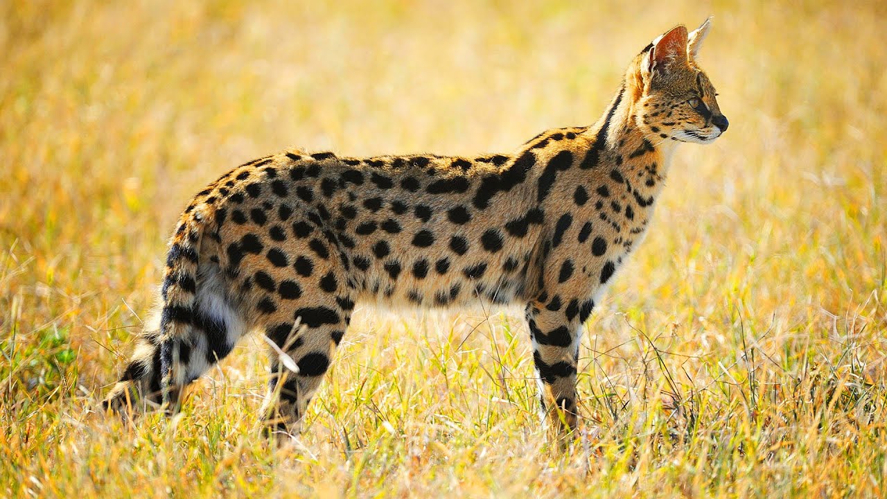 SERVAL La Maravilla Felina de &Aacute;frica