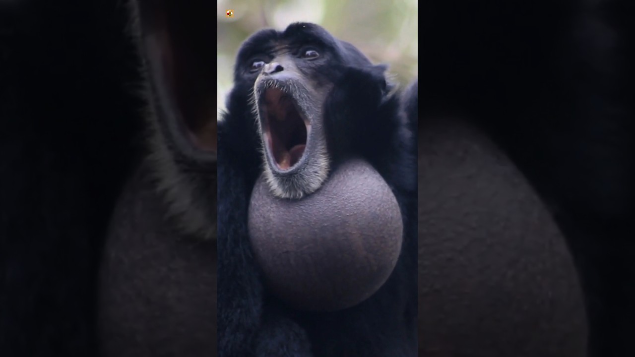 Siamang Gibbons Sounds