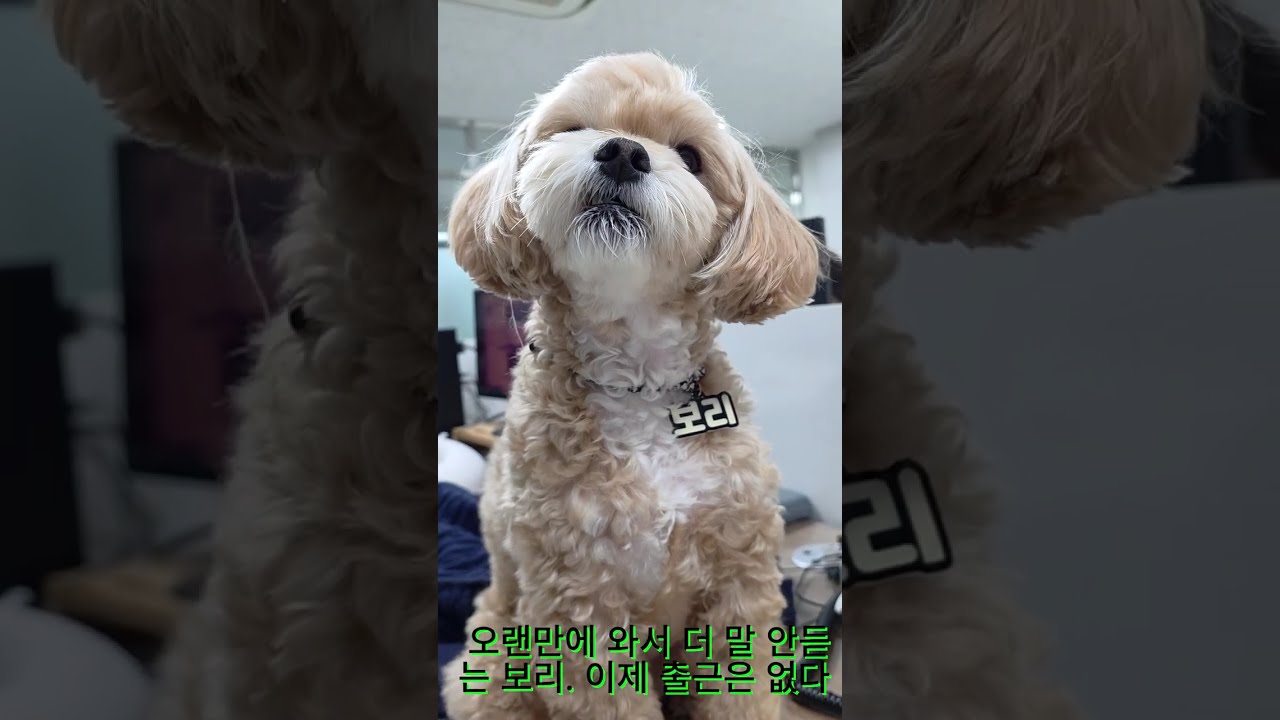 보리의 소원을 들어줌  출근 ^^26 2 4