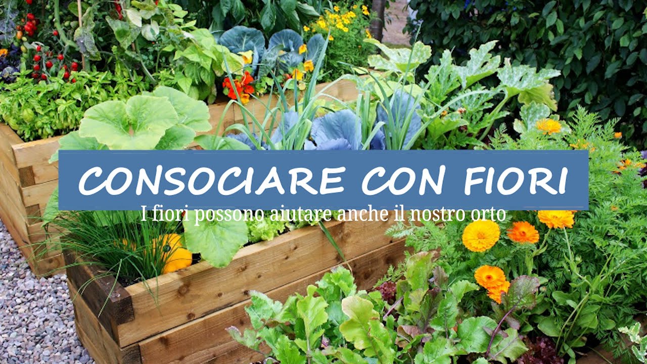 Consociamo l'orto con i fiori per avere delle piante sane
