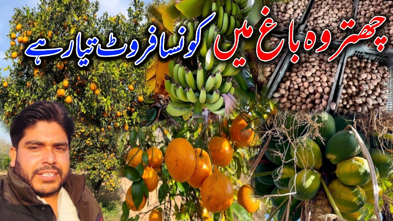 Which Fruits Ready To Eat In Al Nazir Fruit Farm Chattroh Dadyal Azad Kashmir ||