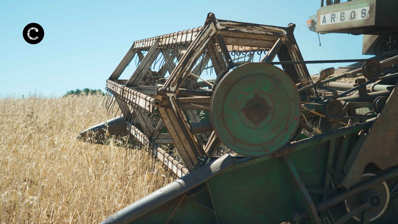 Linh&oacute; Circular j&aacute; d&aacute; tr&ecirc;s toneladas de trigo barbela