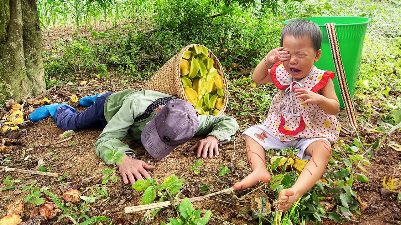 FULL VIDEO Daily life of poor grandparents: Harvesting star fruit, catching wild bees, taking honey