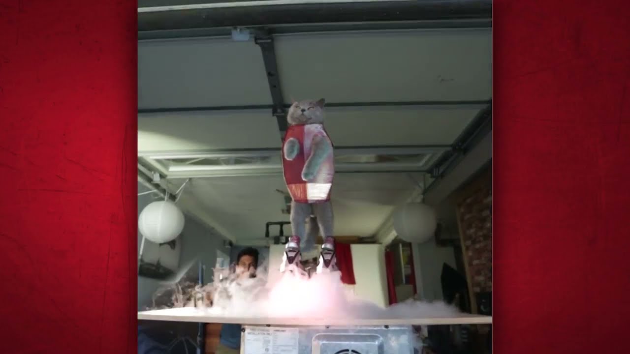 Funny animals    Iron Ozzi MAN-CAT  AaronsAnimals