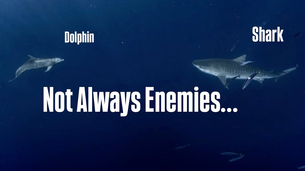 Why Dolphins & Sharks Are Each Others Greatest Enemy!