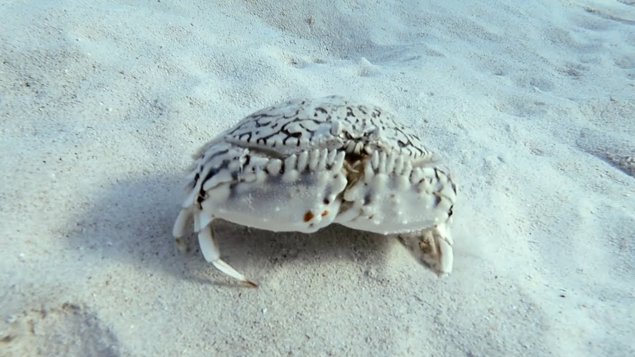Have You Ever Watched a Flame Box Crab?