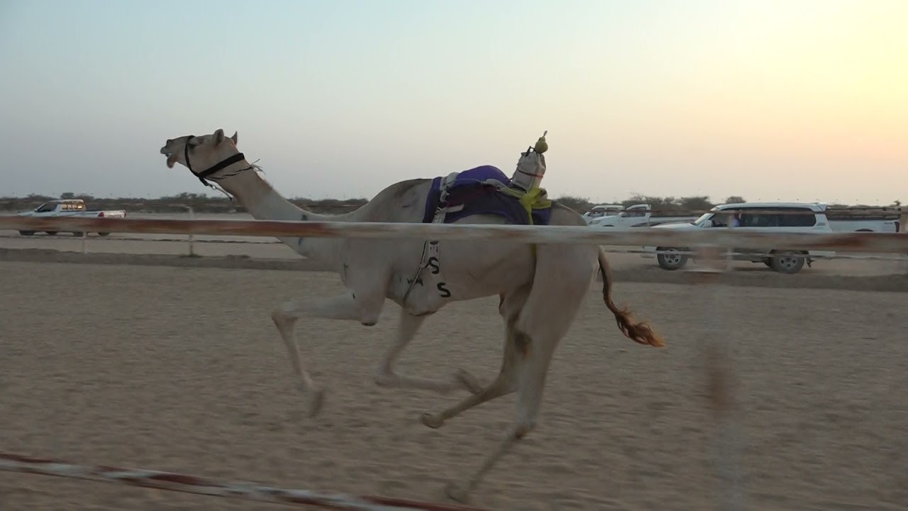 ش1 بكار ثنايا 1442/09/21هـ - 2021/05/03م (سيوف) السر بن محمد السوداني