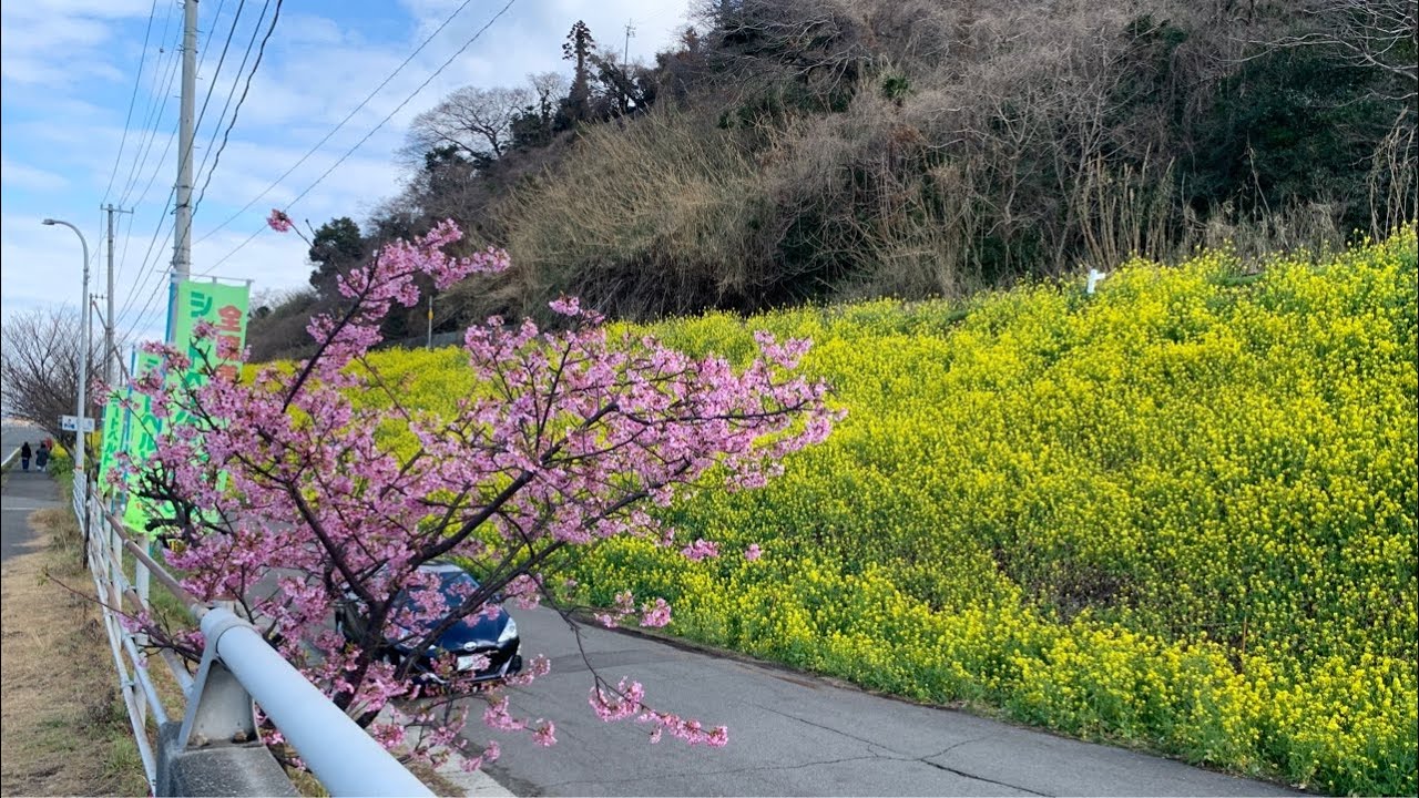愛媛・双海の菜の花〜下灘駅　2026年2月26日13時頃