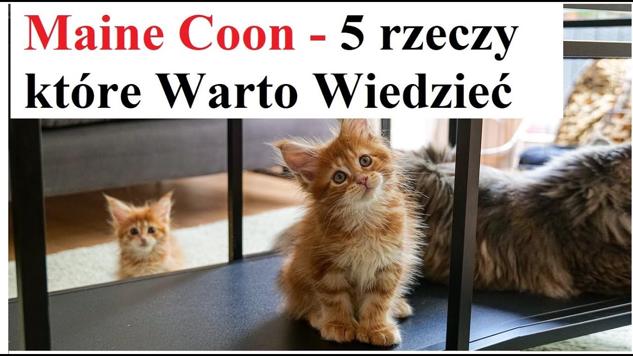 Maine Coon - 5 rzeczy które Warto Wiedzieć