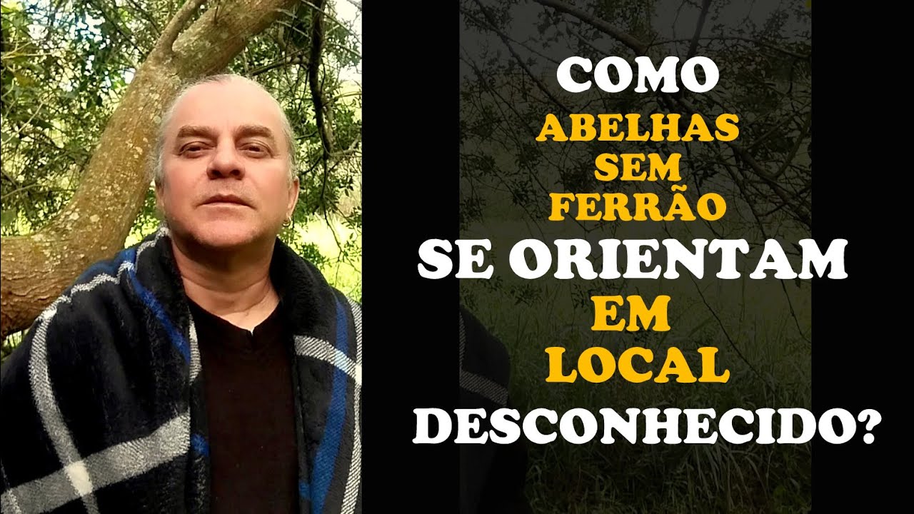 Como ABELHAS se ORIENTAM em LOCAIS que NÃO CONHECEM?