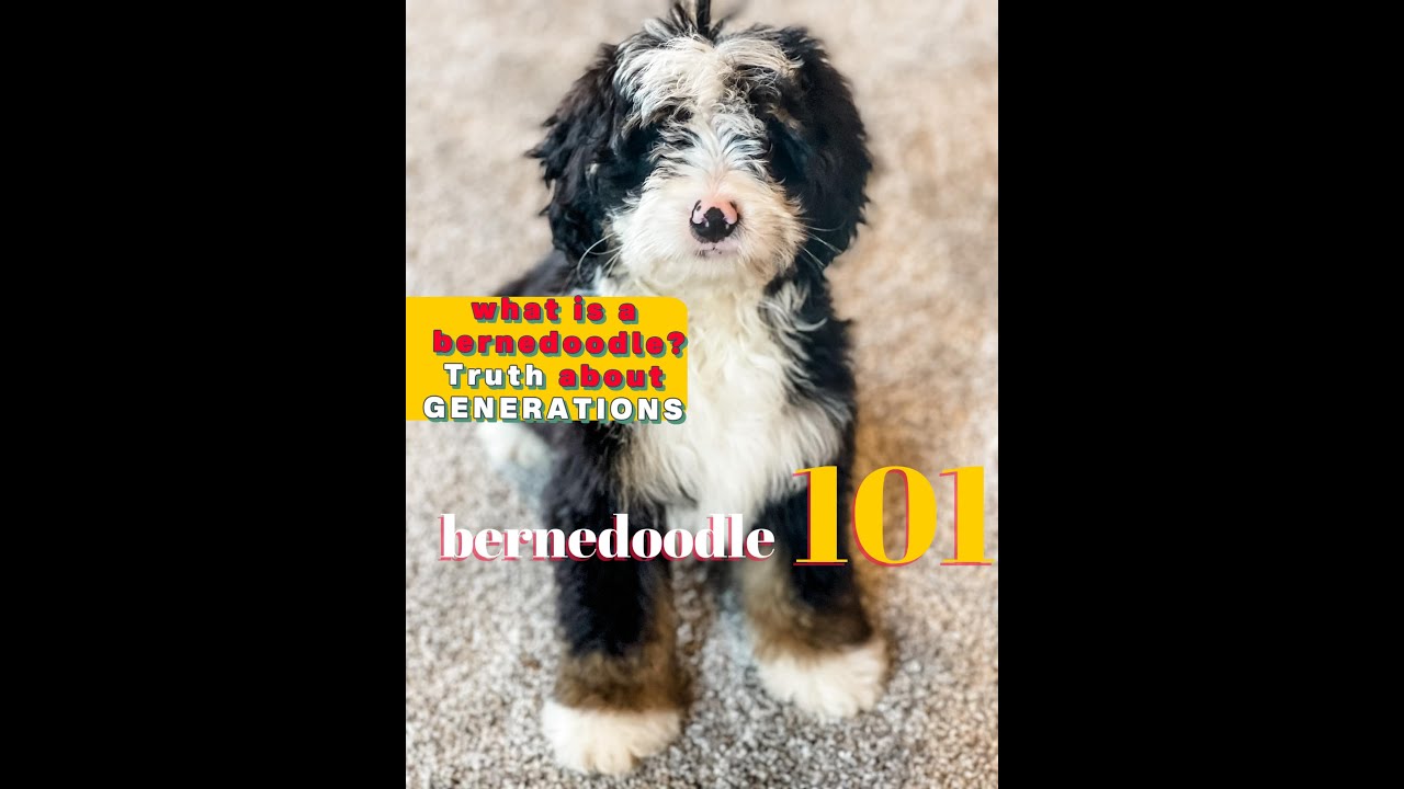 What is a bernedoodle?  Bernedoodle 101 learn the TRUTH about the generations
