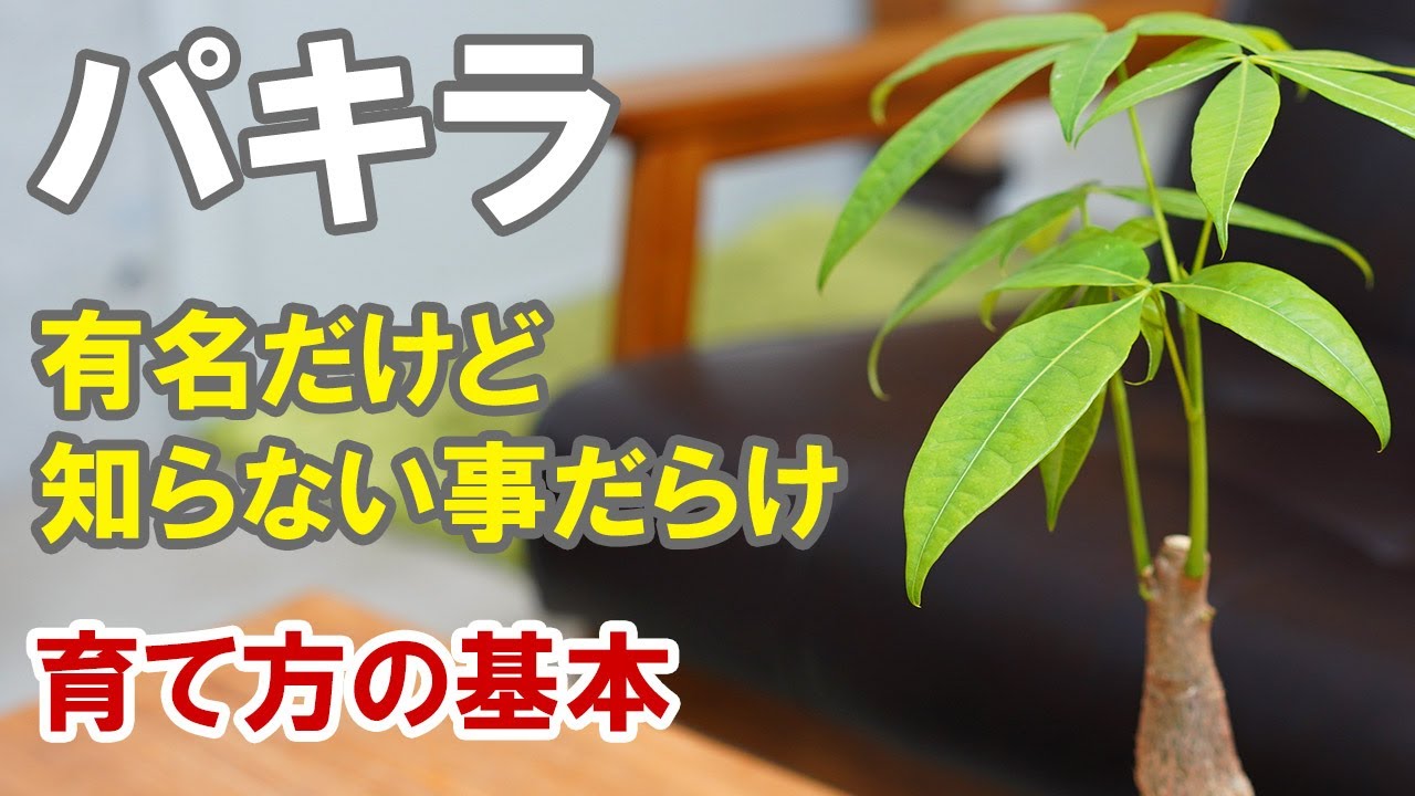 パキラの苗の育て方 根っこチェックでわかる根腐れさせない水やりと植え替え