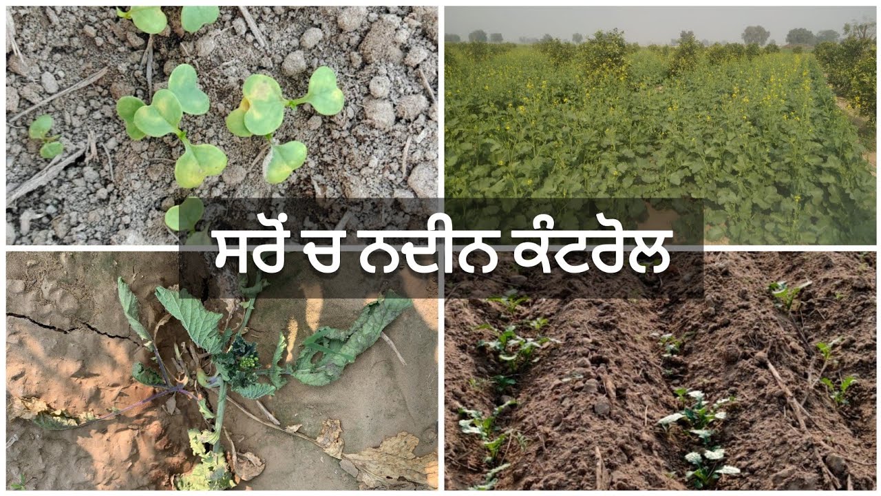 weed control in mustard • Sarso me herbicide toxicity