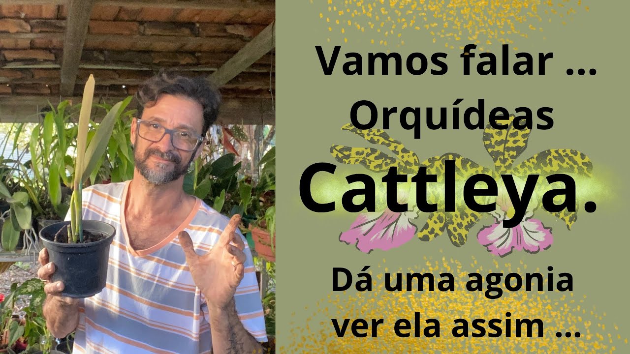 Vamos falar … Orquídeas Cattleya. Dá uma agonia ver ela assim …