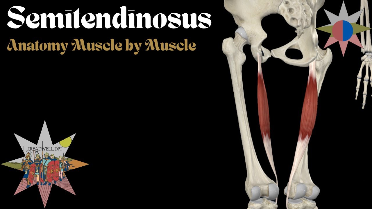 Semitendinosus Muscle – Anatomy Breakdown | Hamstring Function, ACL Graft & Clinical Insights