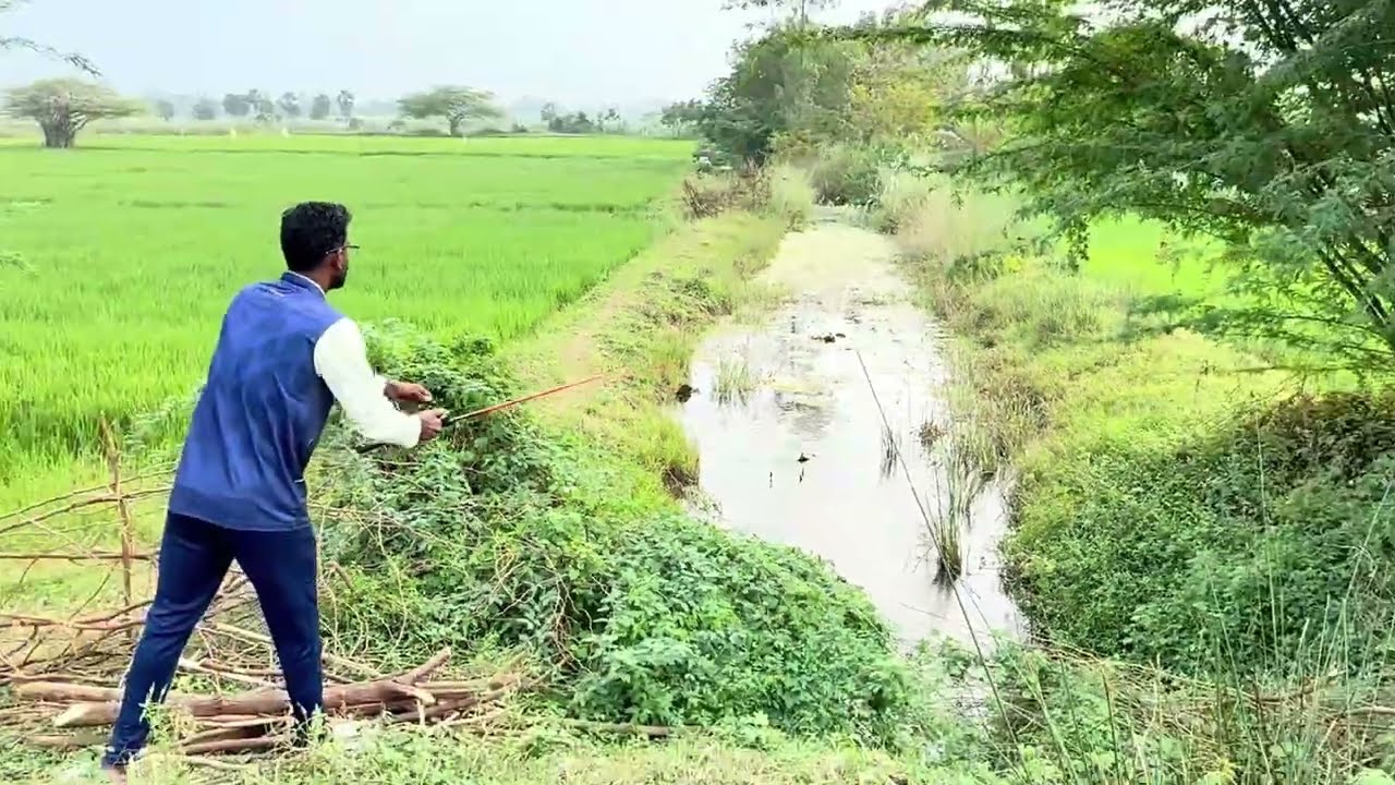 Fishing Vlogs Snakehead Fishing Video | Fishy Vicky Vlogs | #fishing #fishspecies #snakeheadfish 