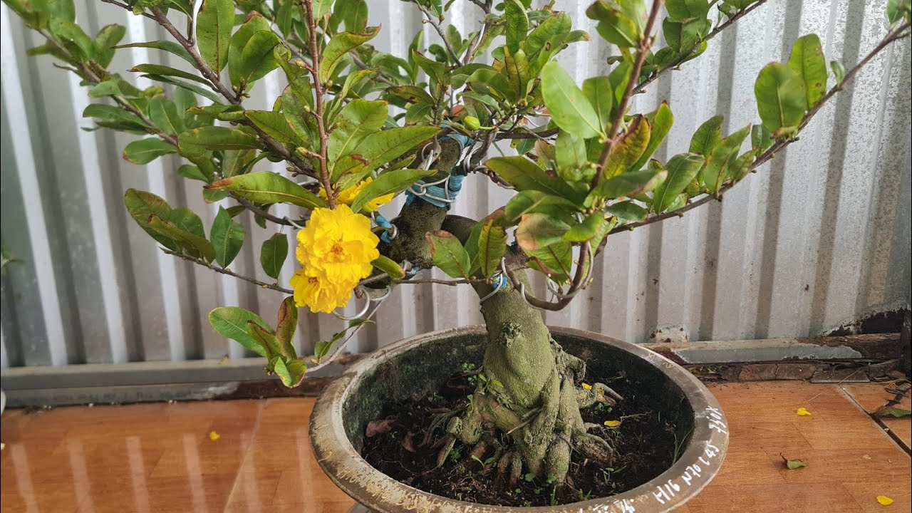 25/2🥰0368.79.79.89🥰27 MÃ  SỐ  CÚC  TÂY THI, ĐỒNG TIỀN,NHƯ Ý, NNT,SBBL