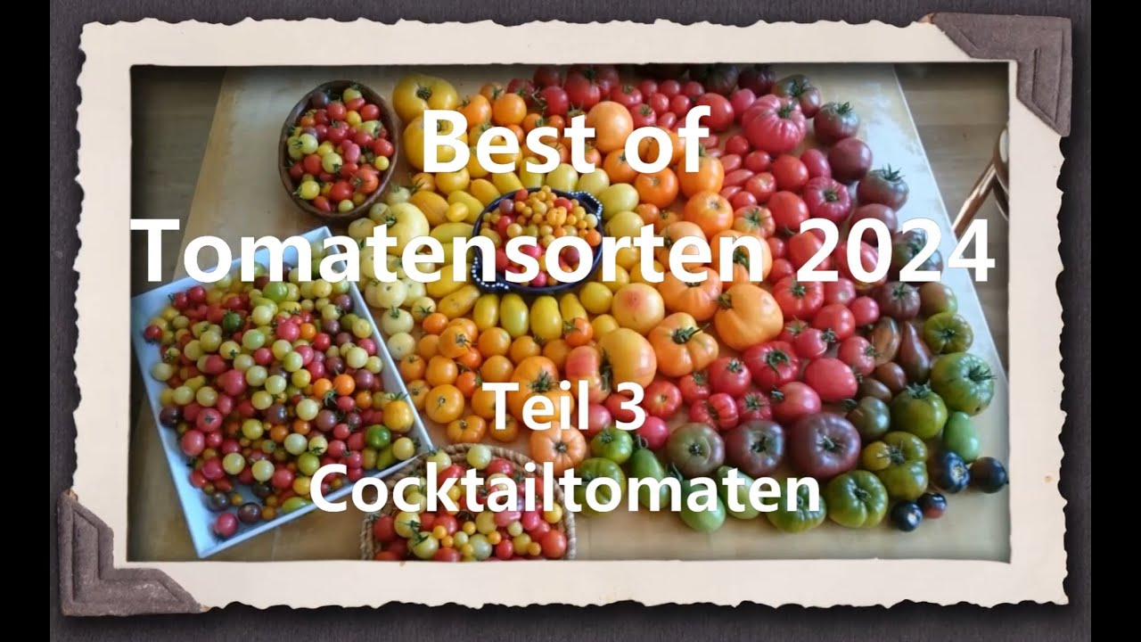 Best of Tomaten 2024 Teil 3 - Cocktailtomaten