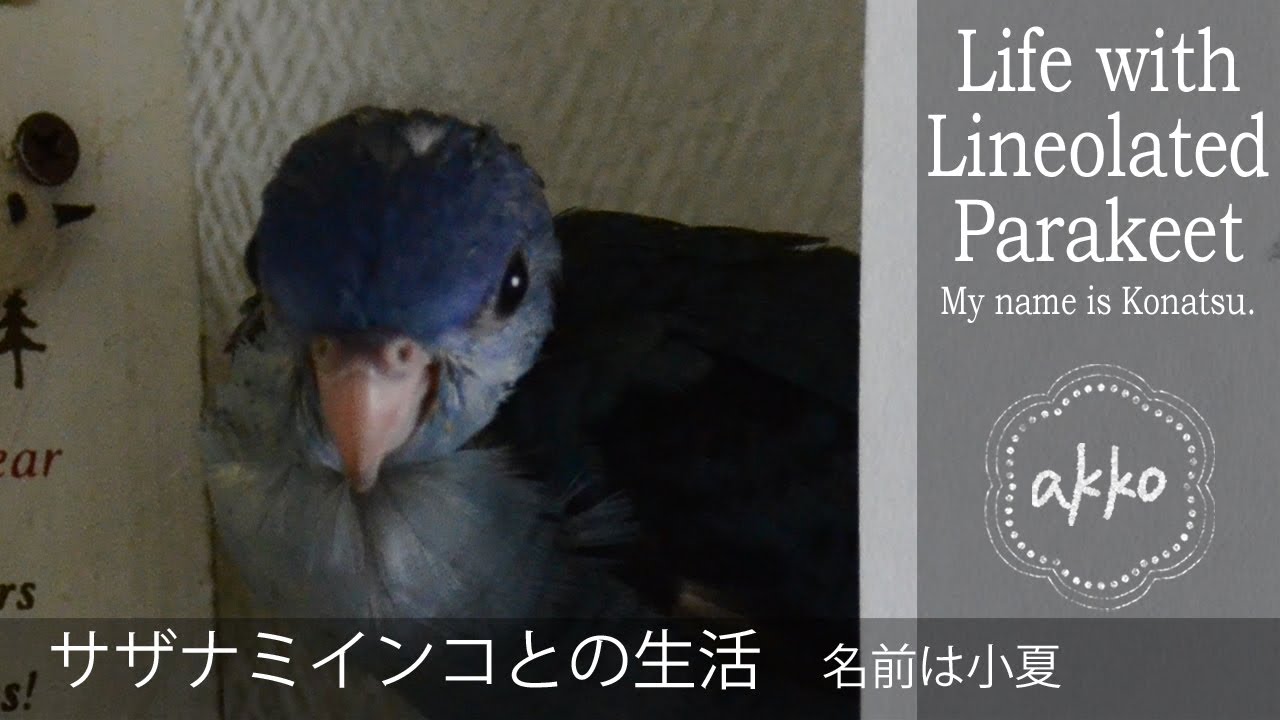 Life with Lineolated Parakeet 001 My name is Konatsu サザナミインコとの生活 名前は小夏