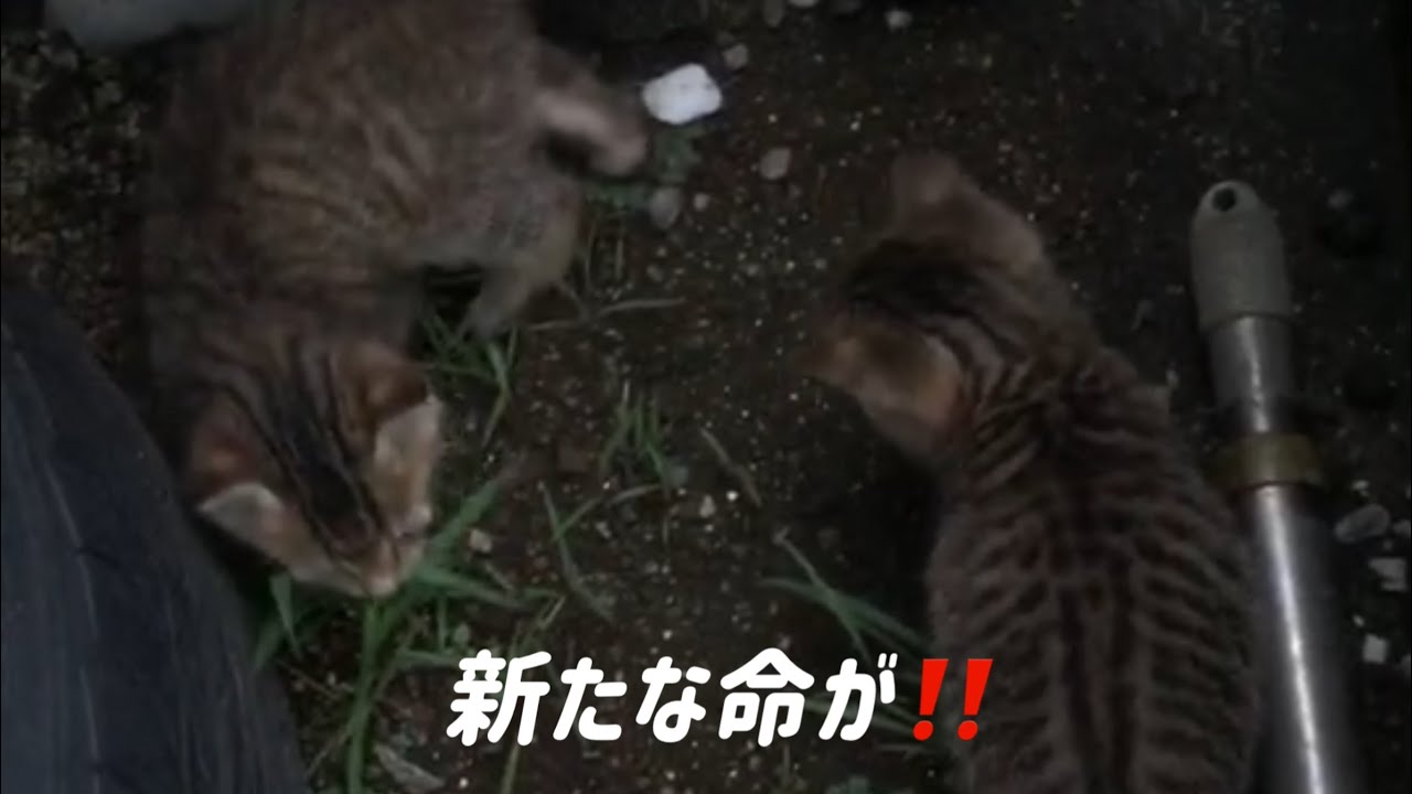 ナル家に新たな命が！