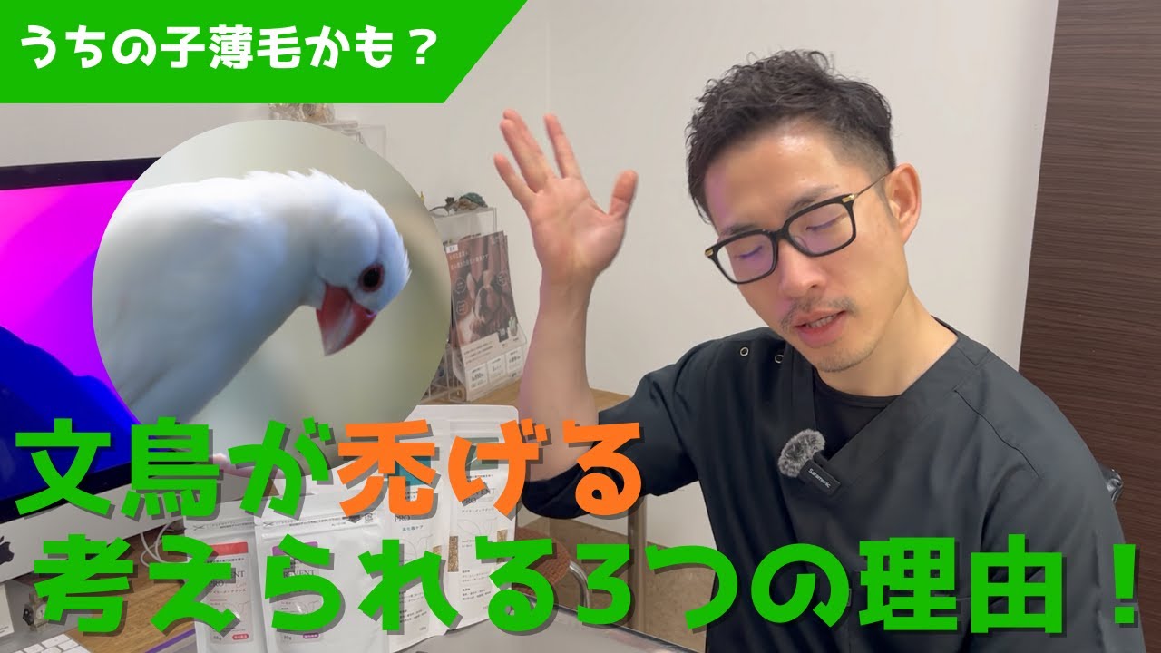 【質問コーナー】意外と多い文鳥のハゲ病…その原因は