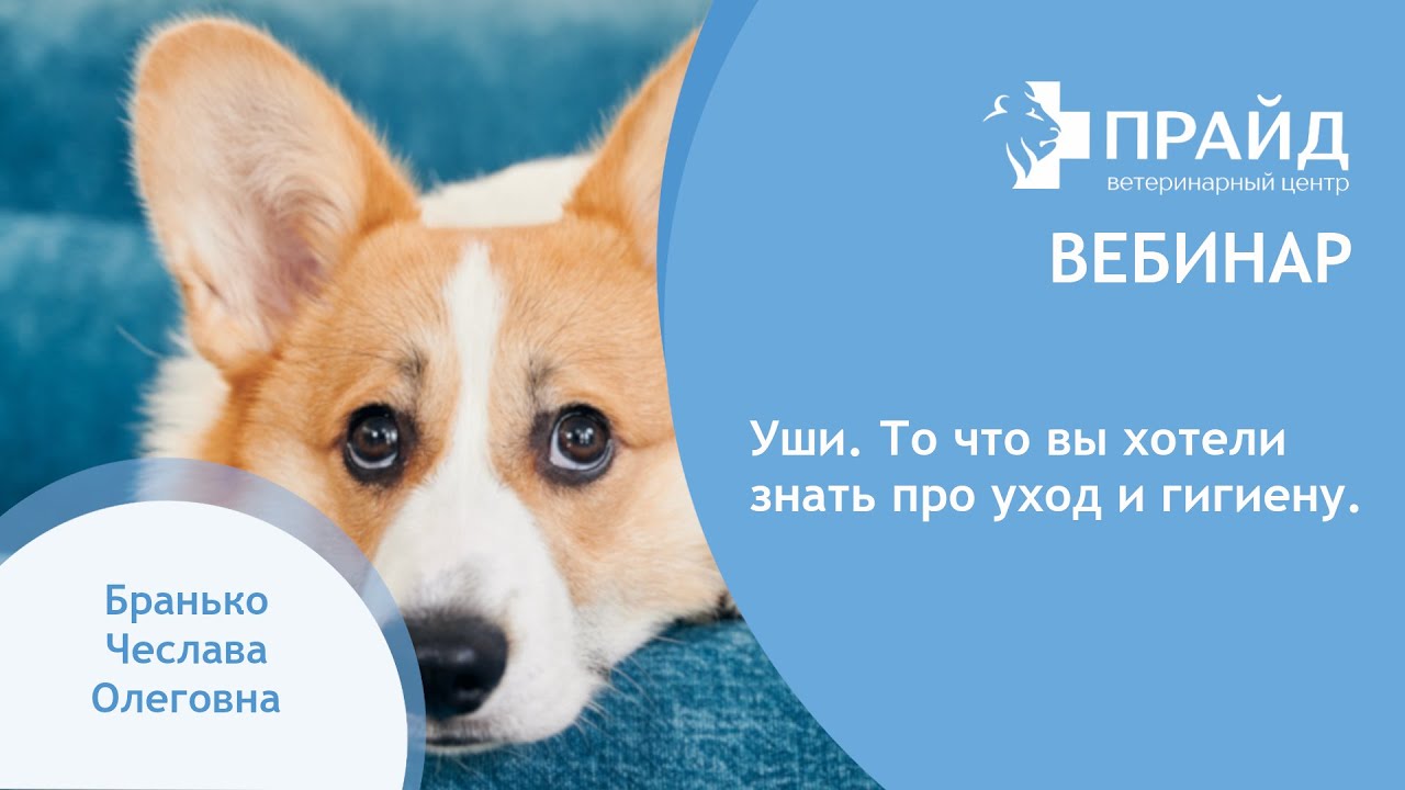 Уши. То что вы хотели знать про уход и гигиену. Ошибки